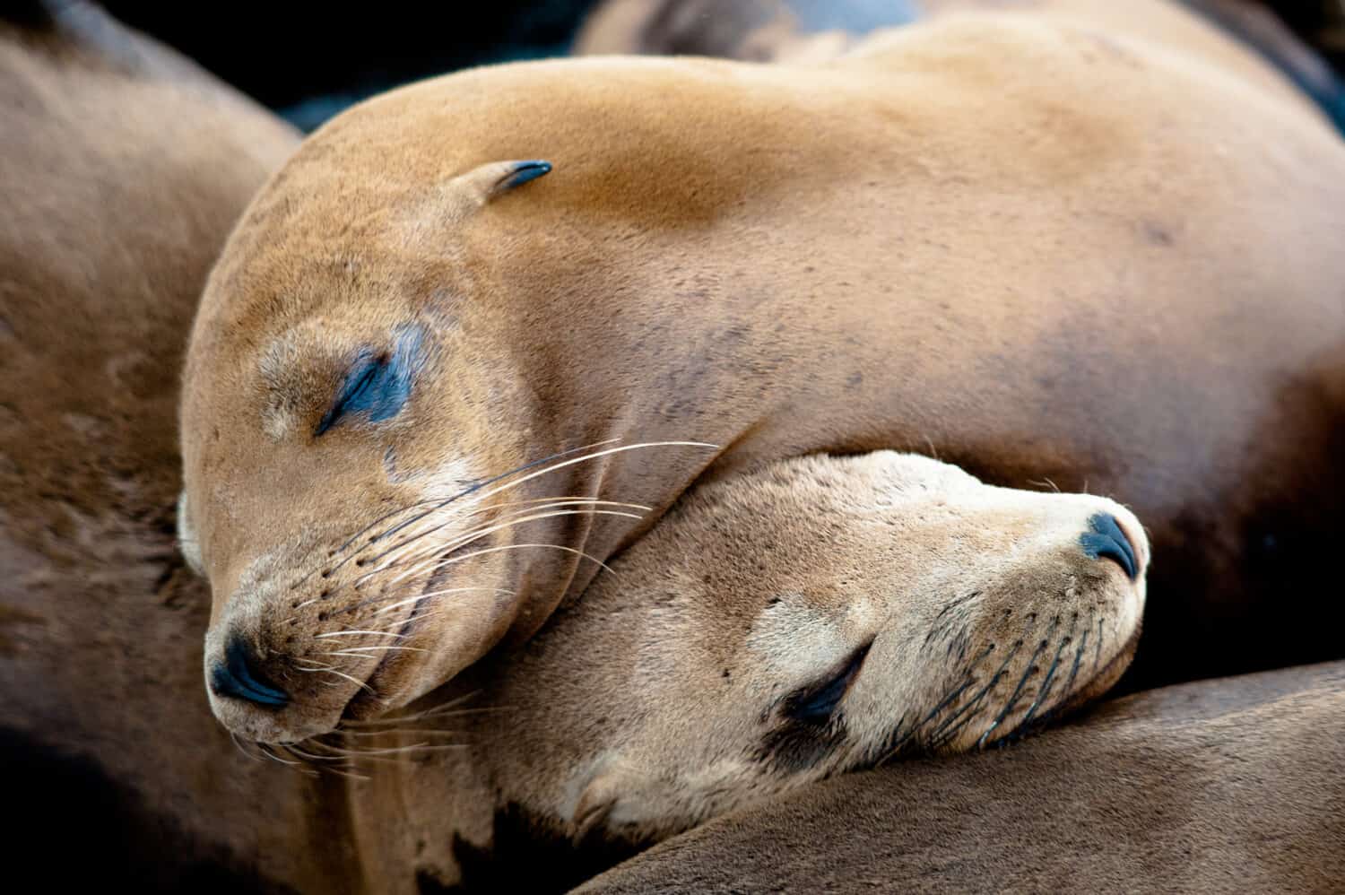 Sea Lion Pups taking a nap