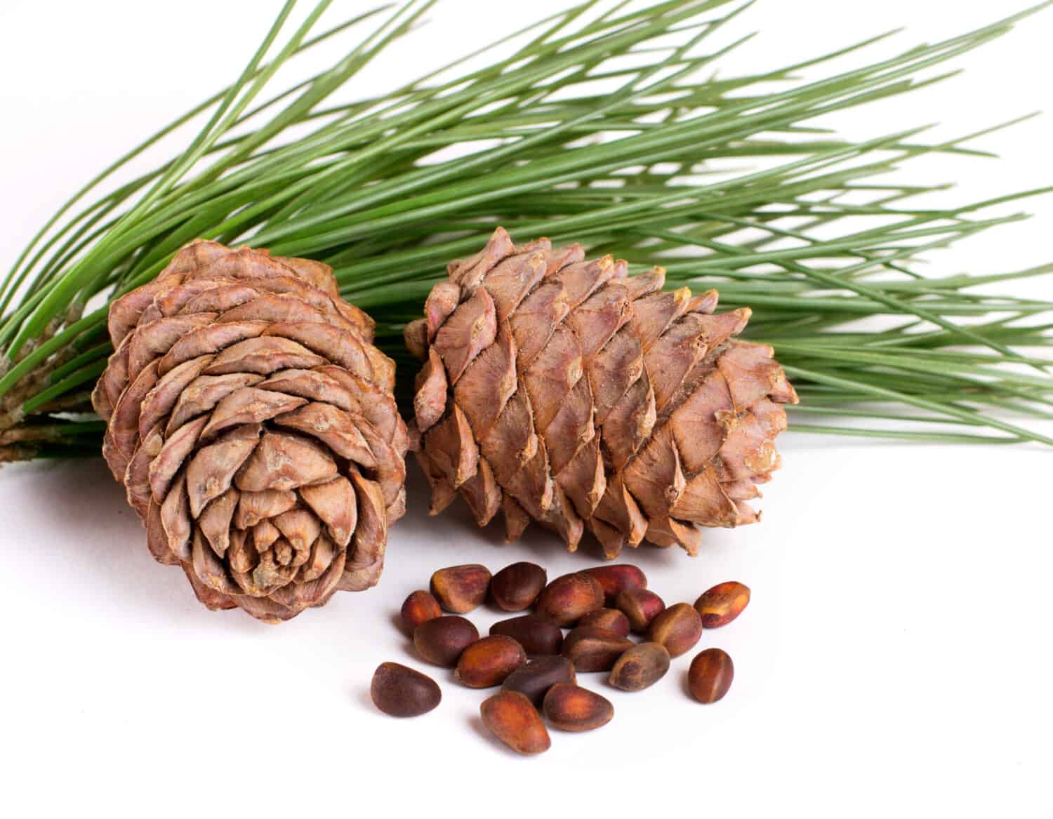 cedar cones with nuts on white background
