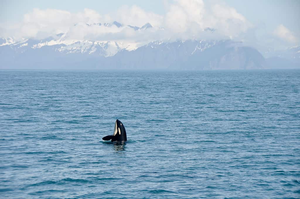 Orca Whales in Resurrection Bay, Alaska Kenai Fjord National park
