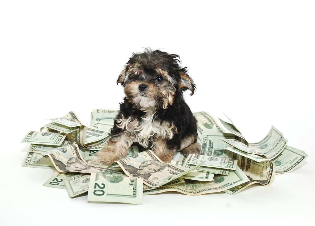 A cute little Morkie puppy sitting in a pile of money on a white background.