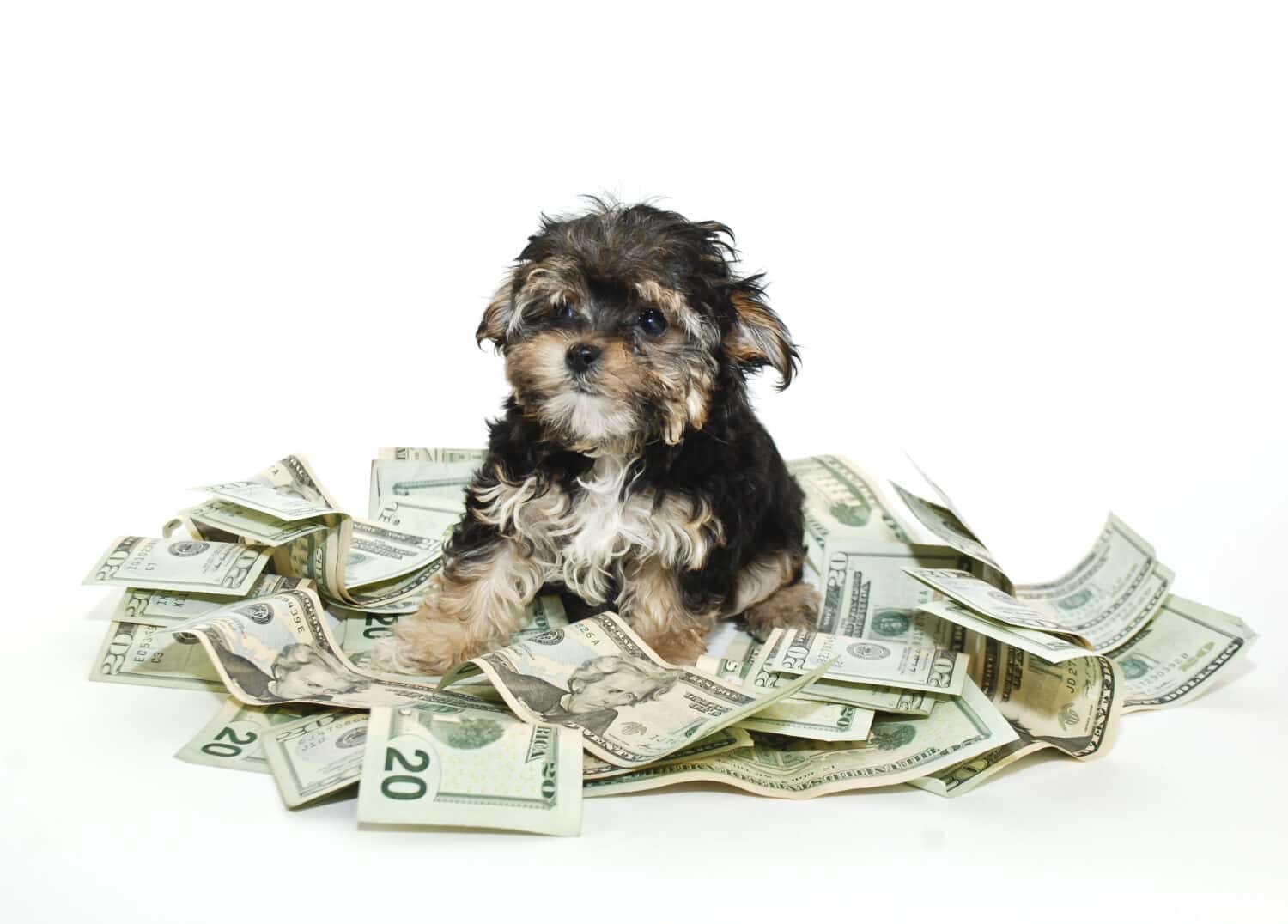 Check Out This $1 Million Dog - A-Z Animals