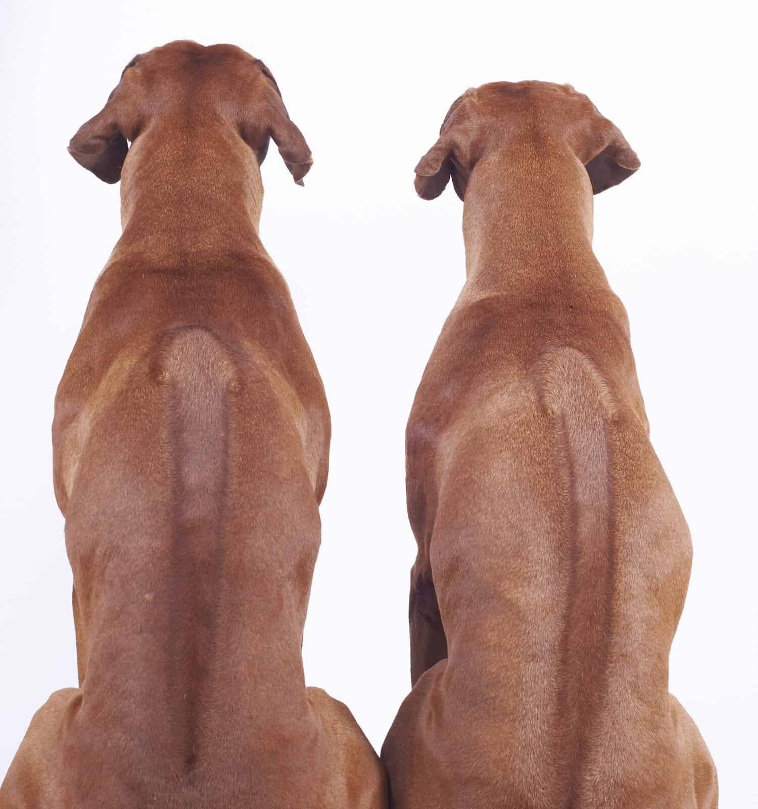 couple of Rhodesian Ridgeback dogs, male 4 years and female 8 years old, image taken from behind ro show their beautiful ridges, image isolated on white background