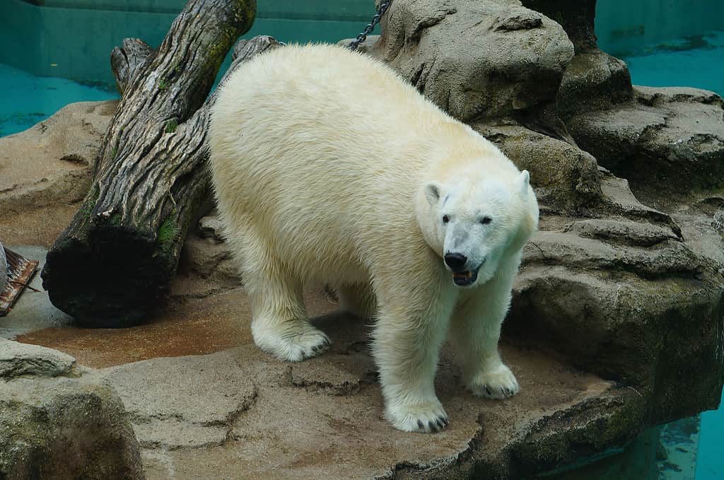 Lincoln Park Zoo polar bear