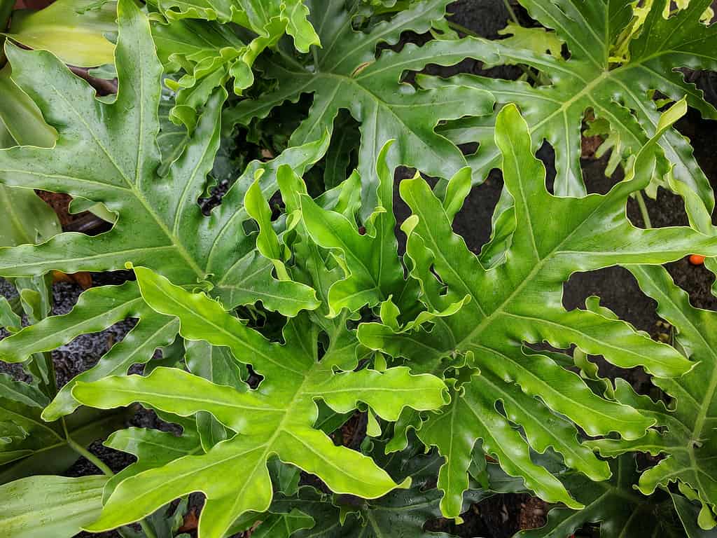philodendron white king Costa Farms White Knight Philodendron Indoor Plant in 6 in. Self-Watering Planter, Average Shipping Height 1-2 ft. Tall main image 1