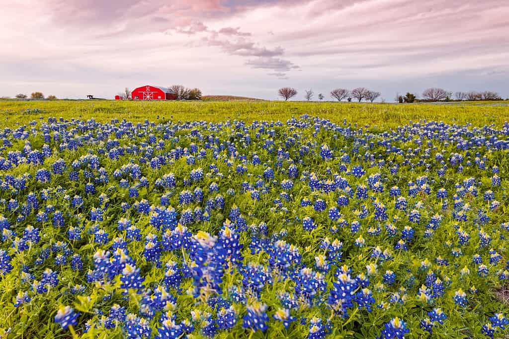 Bluebonnets And Red Barn In Washington County - Chappell Hill - Brenham - Texas