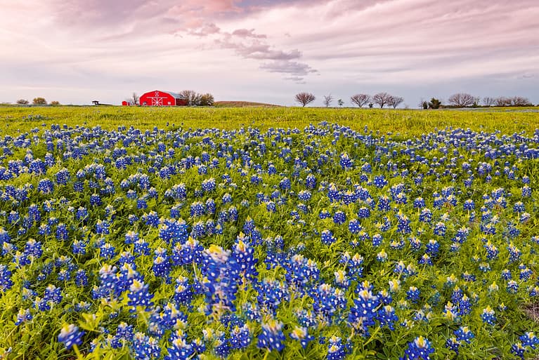 Bluebonnets And Red Barn In Washington County - Chappell Hill - Brenham - Texas