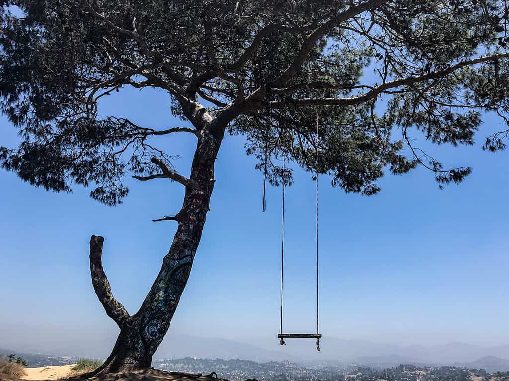 Swinging On Top of the World in Elysian Park, LA, CA