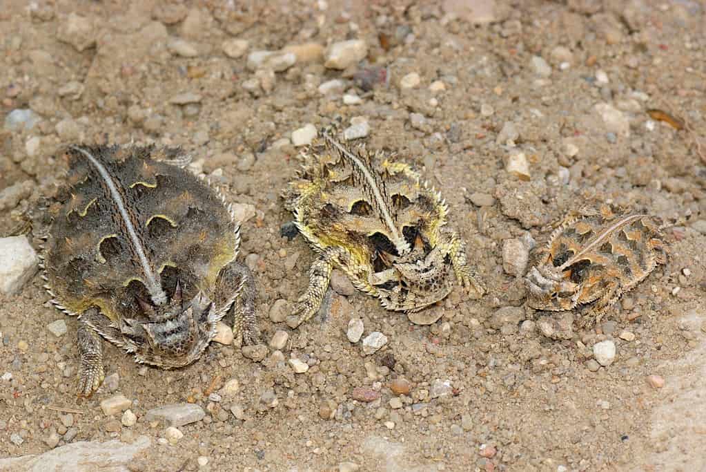 color variations among three Texas horned lizards
