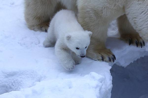 Discover 17 Amazing Zoos With Polar Bears