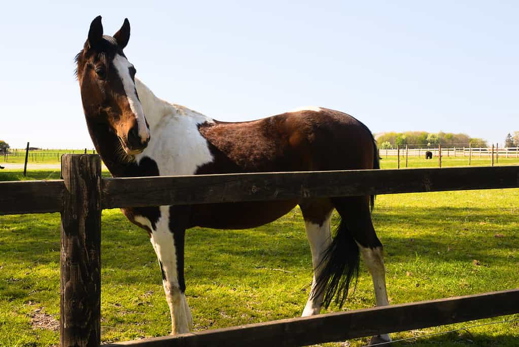 Beautiful tobiano horse (paint horse) in a field behind a fence enjoying the sun