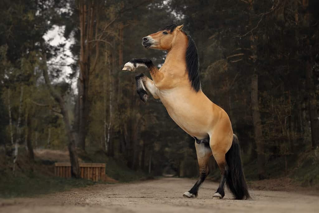 Portrait of a dun harness horse