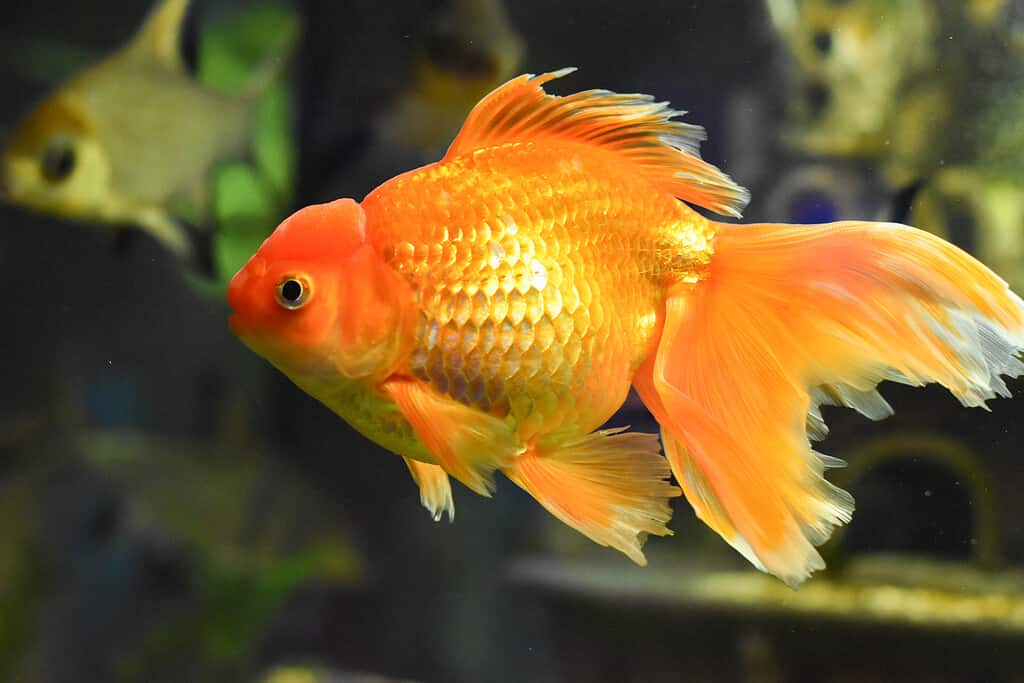 Beautiful Veiltail goldfish in aquarium