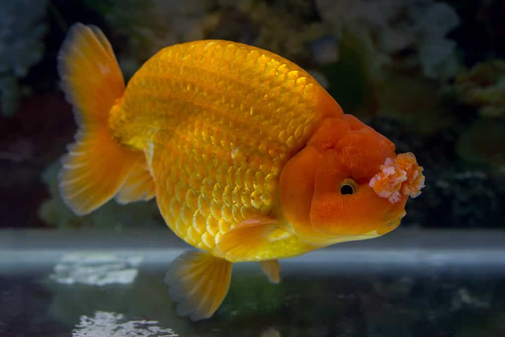 fancy pompoms goldfish swims in aquarium fish tank, hanafusa goldfish