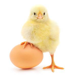 Can Chickens Eat Eggs? Picture