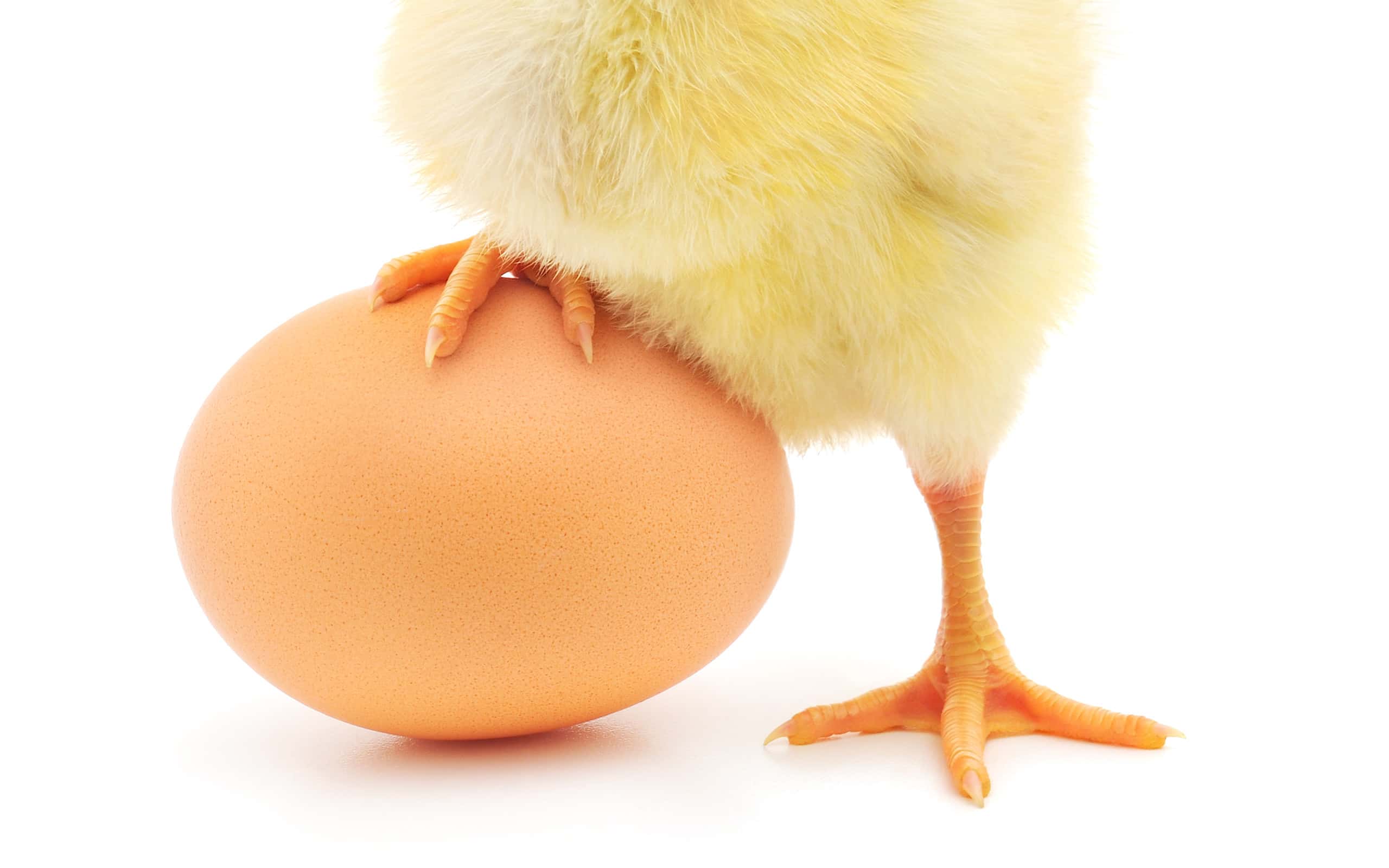 Can Chickens Eat Eggs?