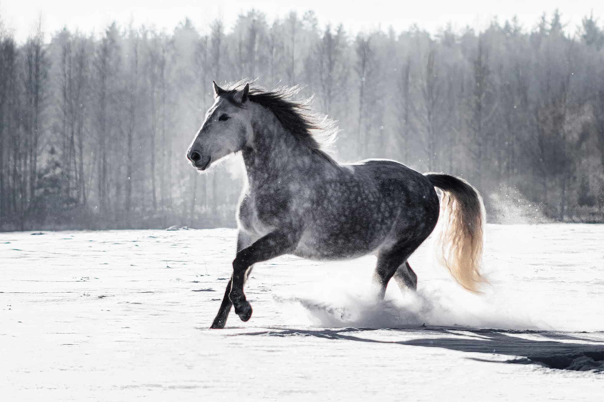 The 25 Best Horse Breeds To Use For Dressage - A-Z Animals