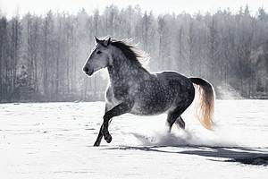 Watch a Horse Copy Its Trainer and Start Making Snow Angels Picture