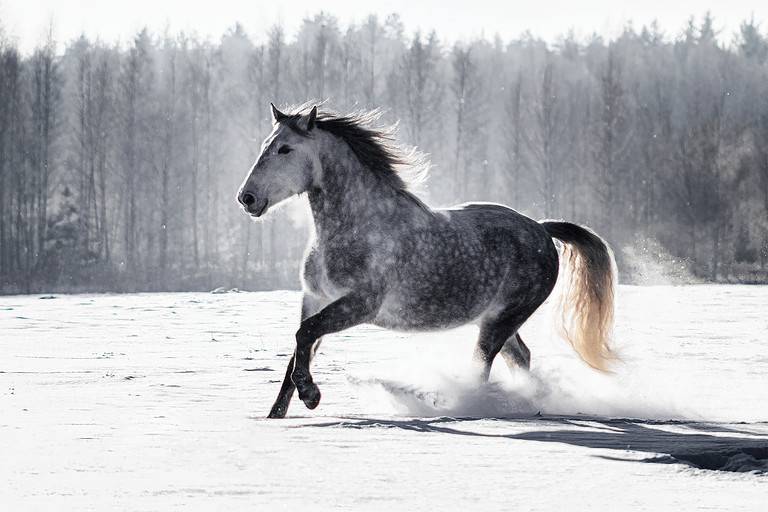 Dappled grey andalusian (PRE) horse galloping in the snow in winter.
