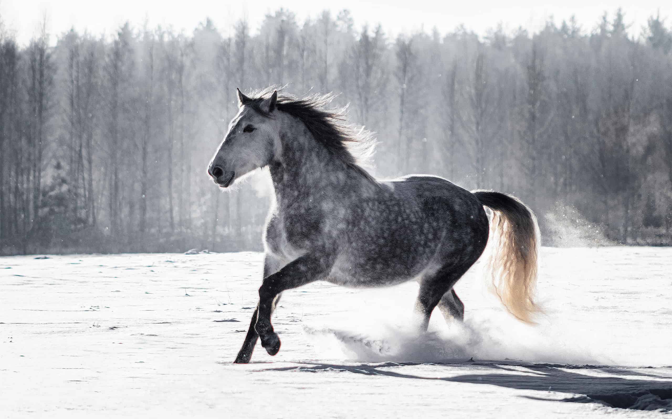 Dappled grey andalusian (PRE) horse galloping in the snow in winter.