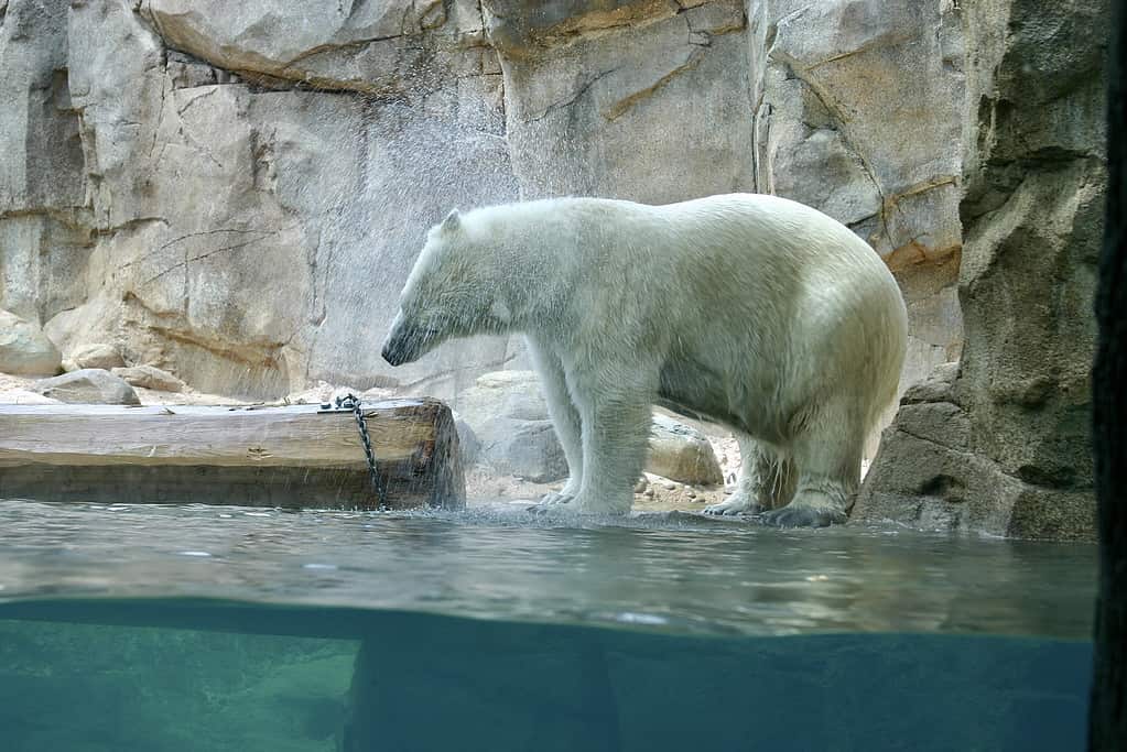 Polar Bear doused with water at Memphis Zoo and Aquarium