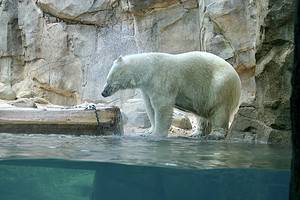 Memphis Zoo: Ideal Time to Go + 3,500 Amazing Animals to See Picture