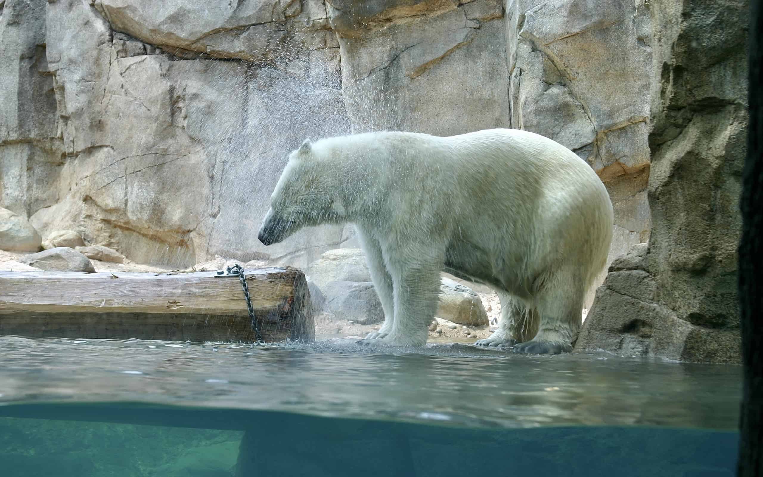 Polar Bear doused with water at Memphis Zoo and Aquarium