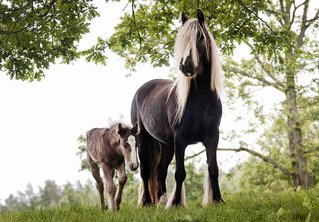 chocolate flaxen horse - Irish (gypsy) cob horse mare with extra long flaxen blond mane outside in the summer against green trees with a small foal nearby.