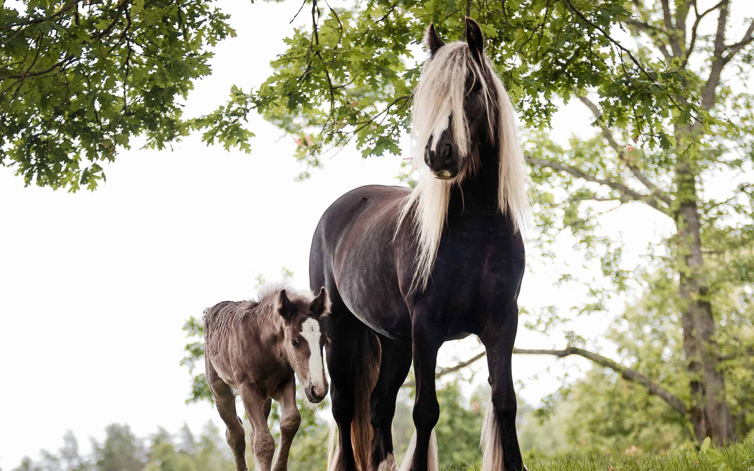 chocolate flaxen horse - Irish (gypsy) cob horse mare with extra long flaxen blond mane outside in the summer against green trees with a small foal nearby.