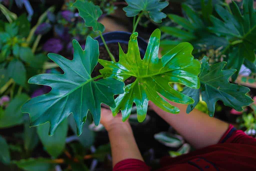 Close-up view of Philodendron selloum plant on hand in the backyard. Tropical houseplant stock images. 