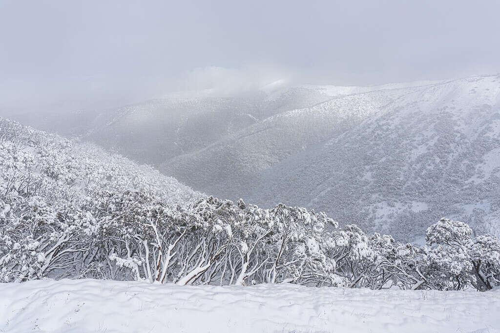 The mesmerizing snowy winter scene on Mount Hotham in Victoria, Australia