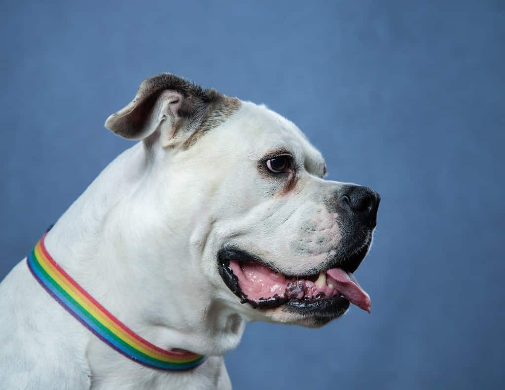 white american bulldog head portrait isolated in blue background and wearing rainbow collar.