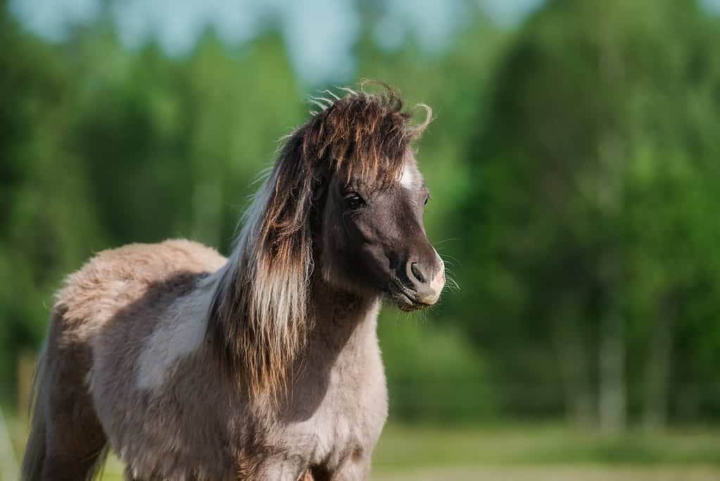 Portrait of young Shetland pony in summer, mushroom color