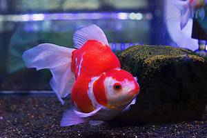 12 Reasons Why Goldfish Are the Best Pets photo