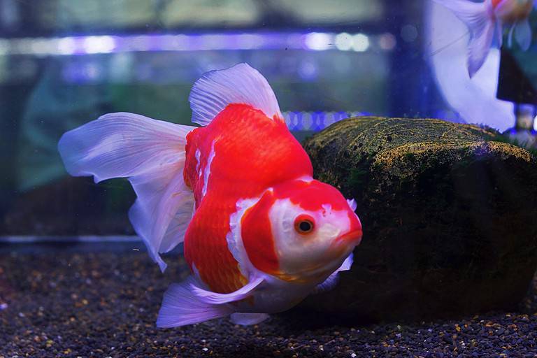 Red and white Tamasaba goldfish from Japan