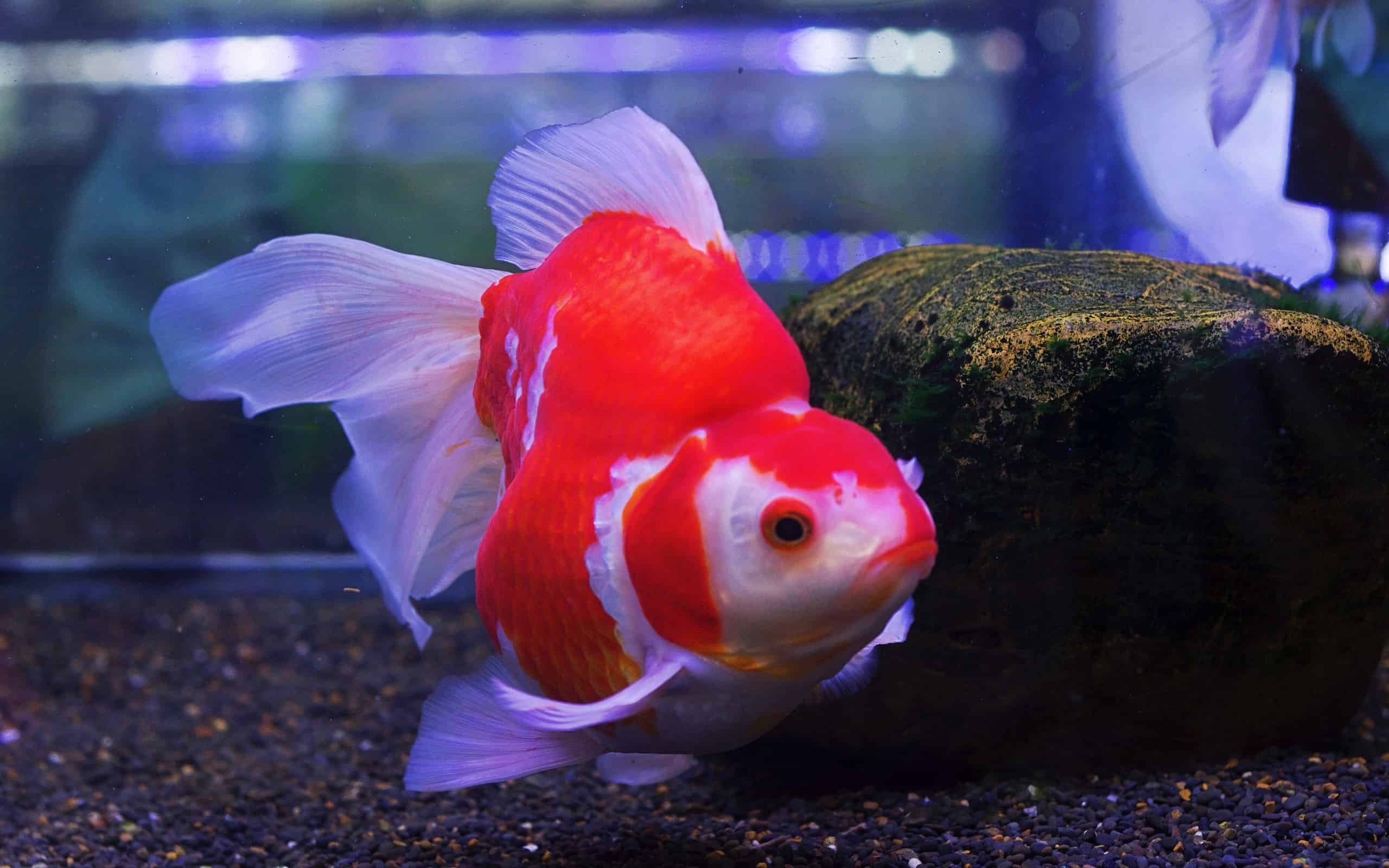 Red and white Tamasaba goldfish from Japan