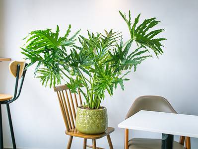 A Philodendron Selloum Care Guide: 9 Tips for a Healthy Plant