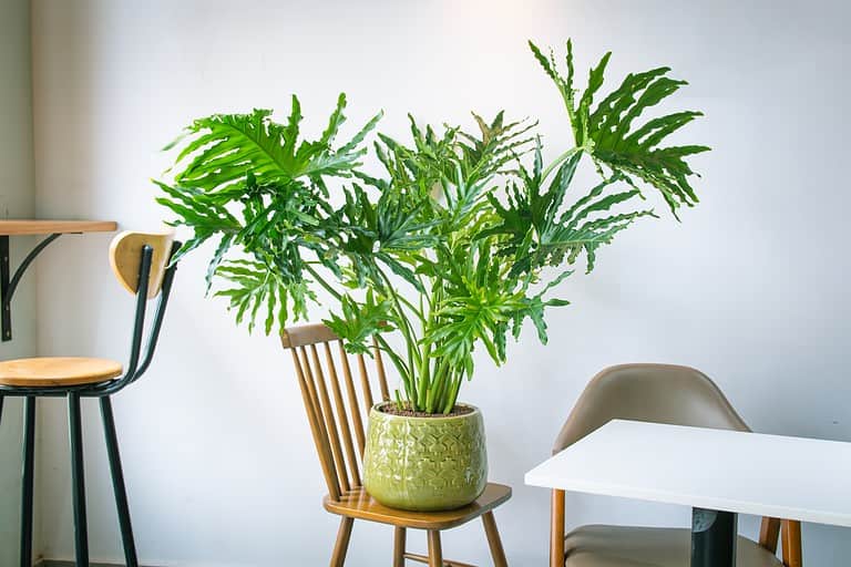 Philodendron bipinnatifidum (split-leaf philodendron, lacy tree philodendron, selloum, horsehead