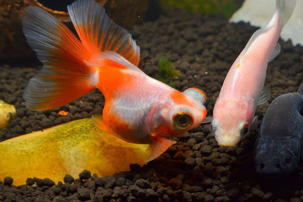 Colored fish of the breed telescope eyes butterfly tail and do more. in aquarium