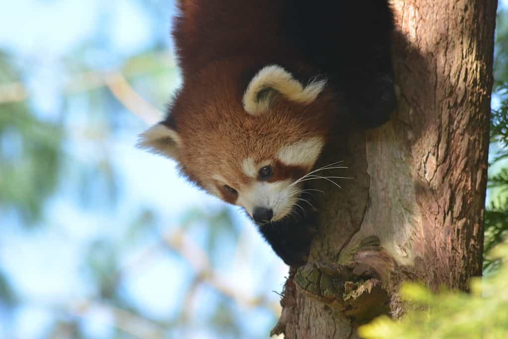 Red Panda - Paignton Zoo, UK