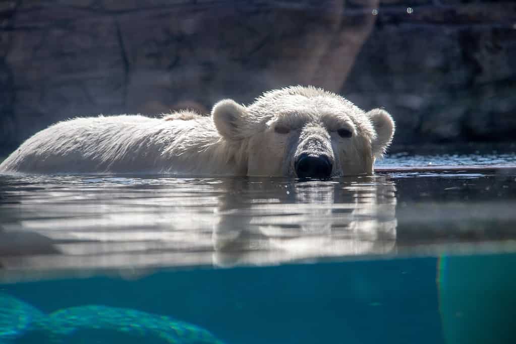 polar bear at san diego zoo