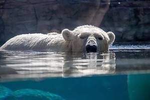 Discover 17 Amazing Zoos With Polar Bears Picture
