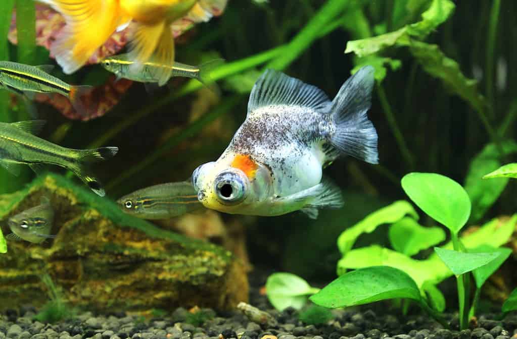 Telescope eye goldfish swimming in freshwater aquarium. Carassius auratus is one of the most popular ornamental fish