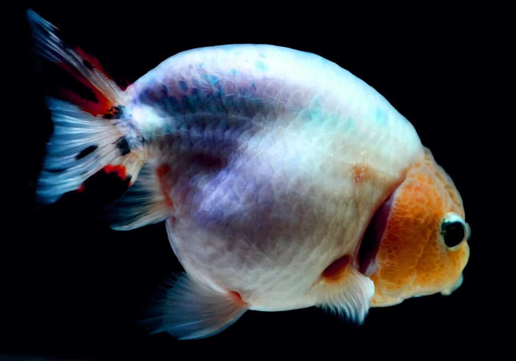 Photography of ranchu goldfish. This picture was taken up close.