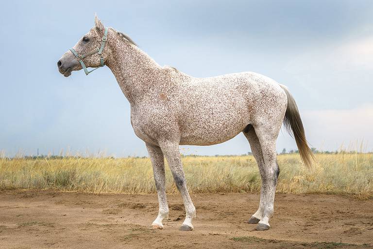 Portrait of a flea biten gray Arabian thoroughbred horse in a blue halter against the backdrop of a steppe landscape