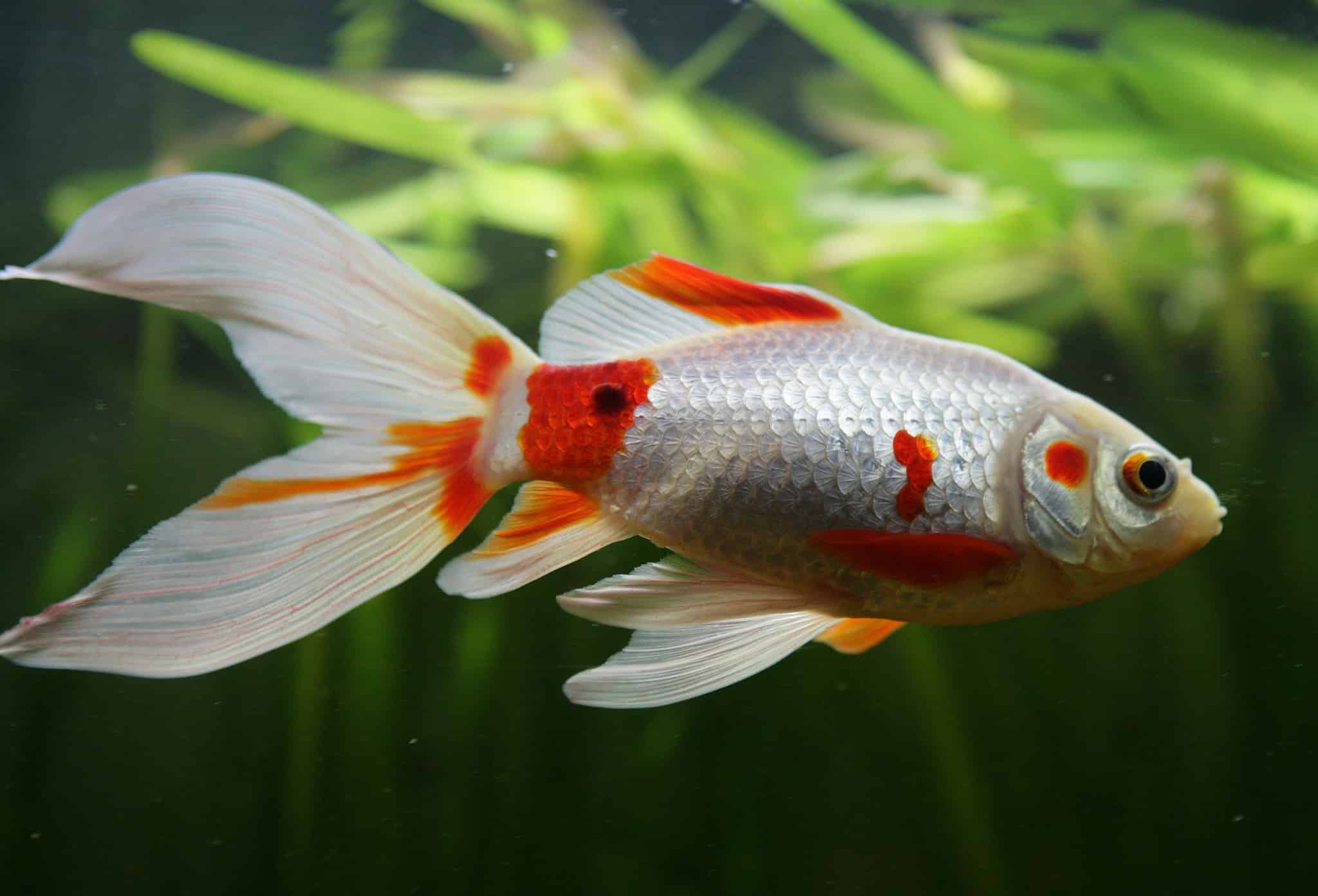 Every Type Of Goldfish Color Size And Care Tips Every Type Of Goldfish Color Size And Care Tips