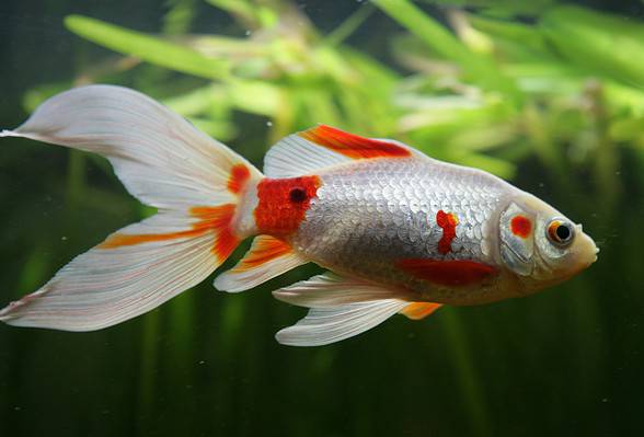 Every Type of Goldfish: Color, Size and Care Tips