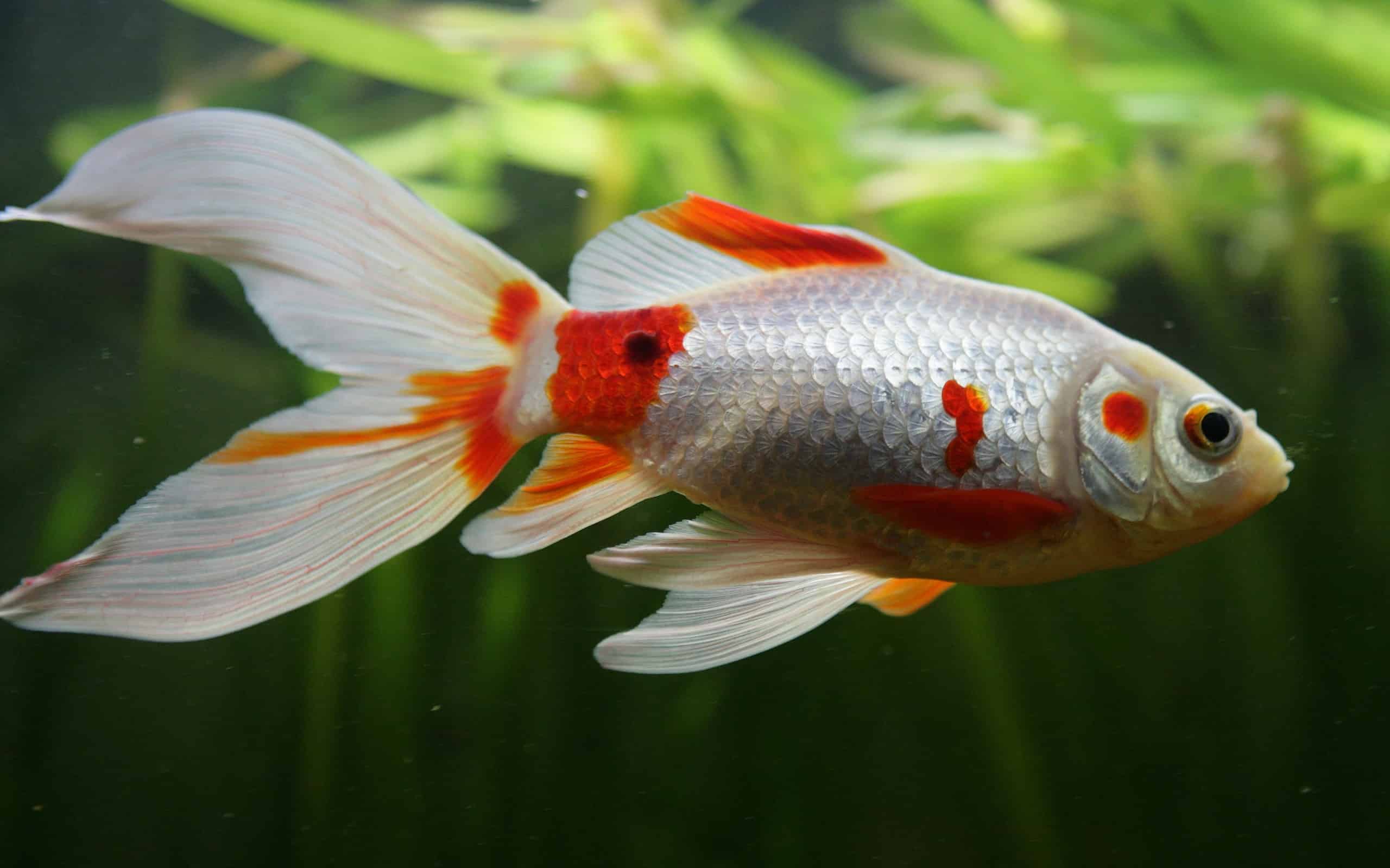 saras comet goldfish in a fish tank