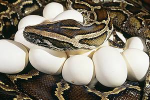 Tree Python Egg Discover How a Python Has the Ability to Devour a 150-Pound Animal - A ...