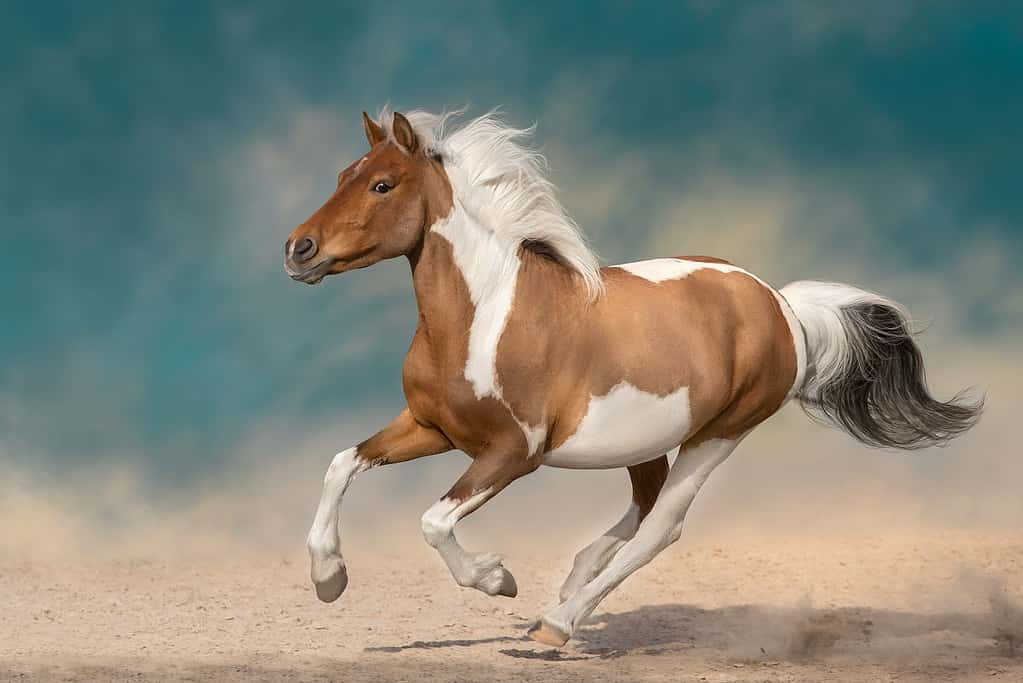 Beautiful pinto horse running on desert storm