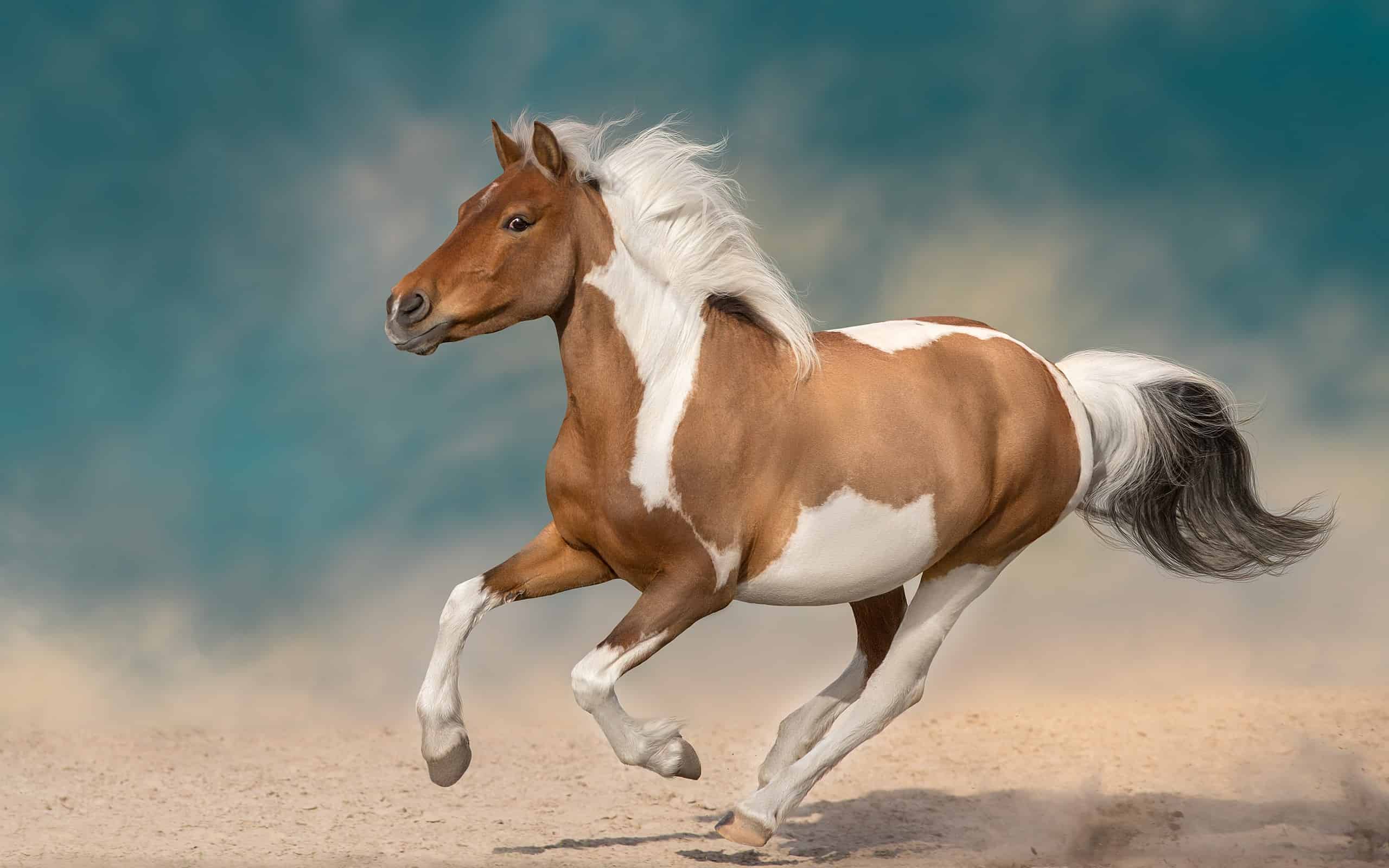 Beautiful pinto horse running on desert storm
